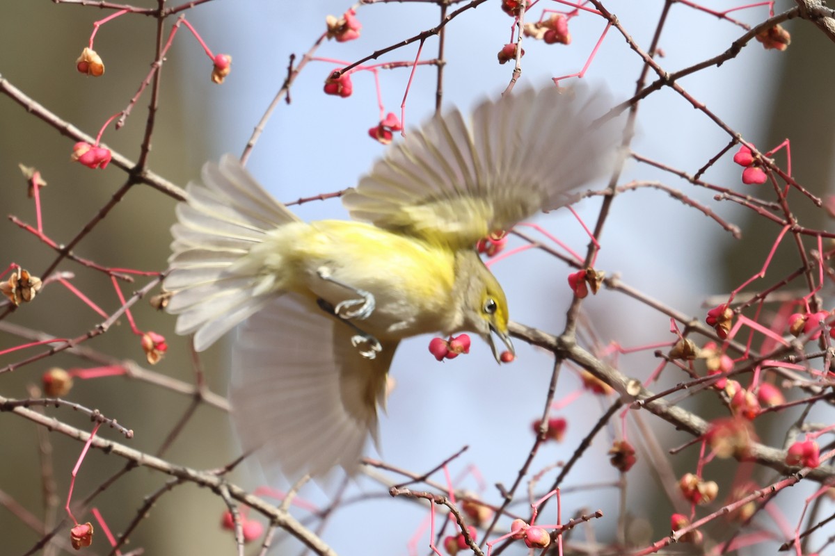 White-eyed Vireo - ML644873777
