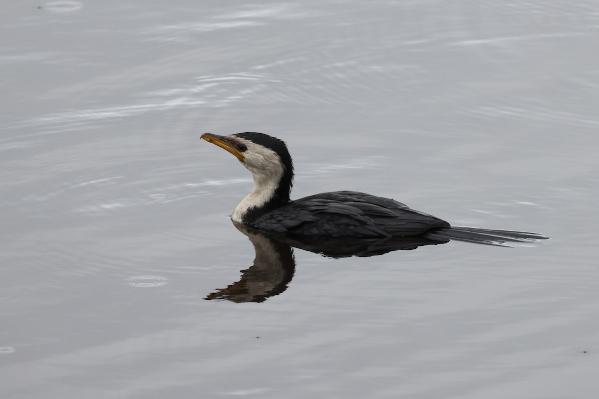 Kräuselscharbe - ML644873780