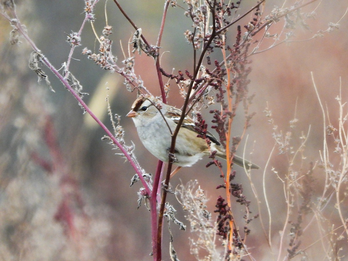 strnadec bělopásý - ML644873781