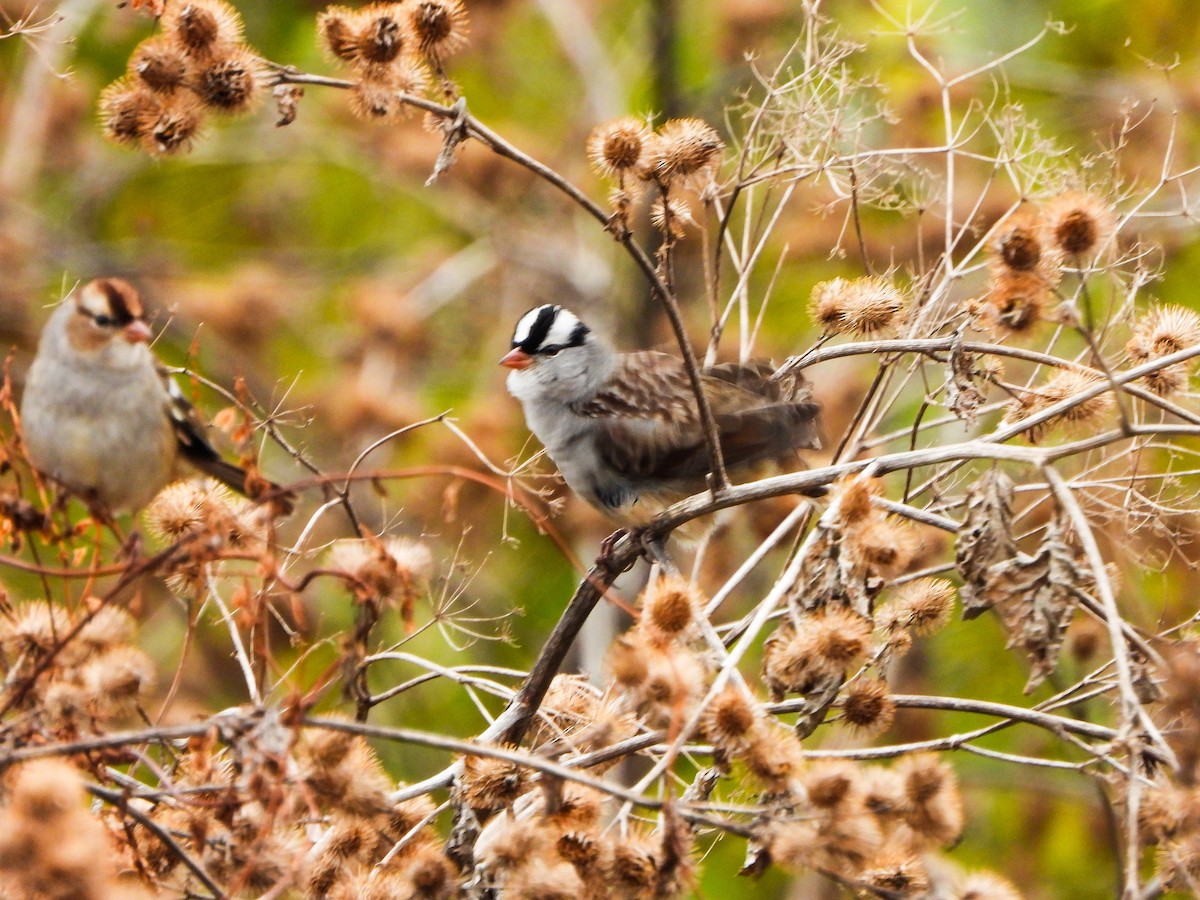 strnadec bělopásý - ML644873782