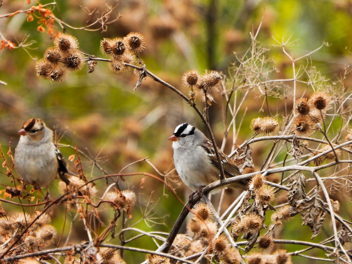 strnadec bělopásý - ML644873783