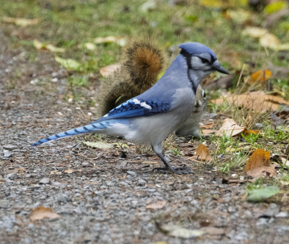 sojka chocholatá - ML644873793