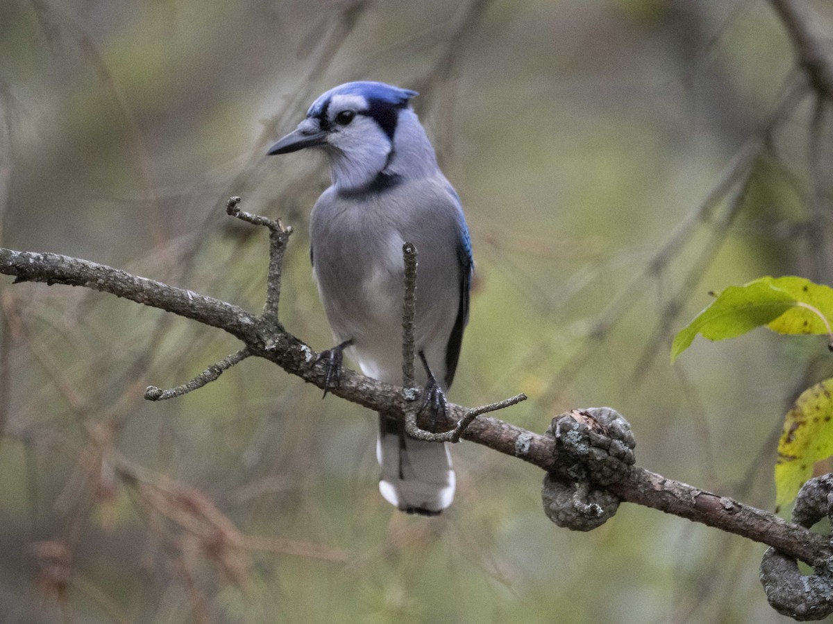 sojka chocholatá - ML644873794