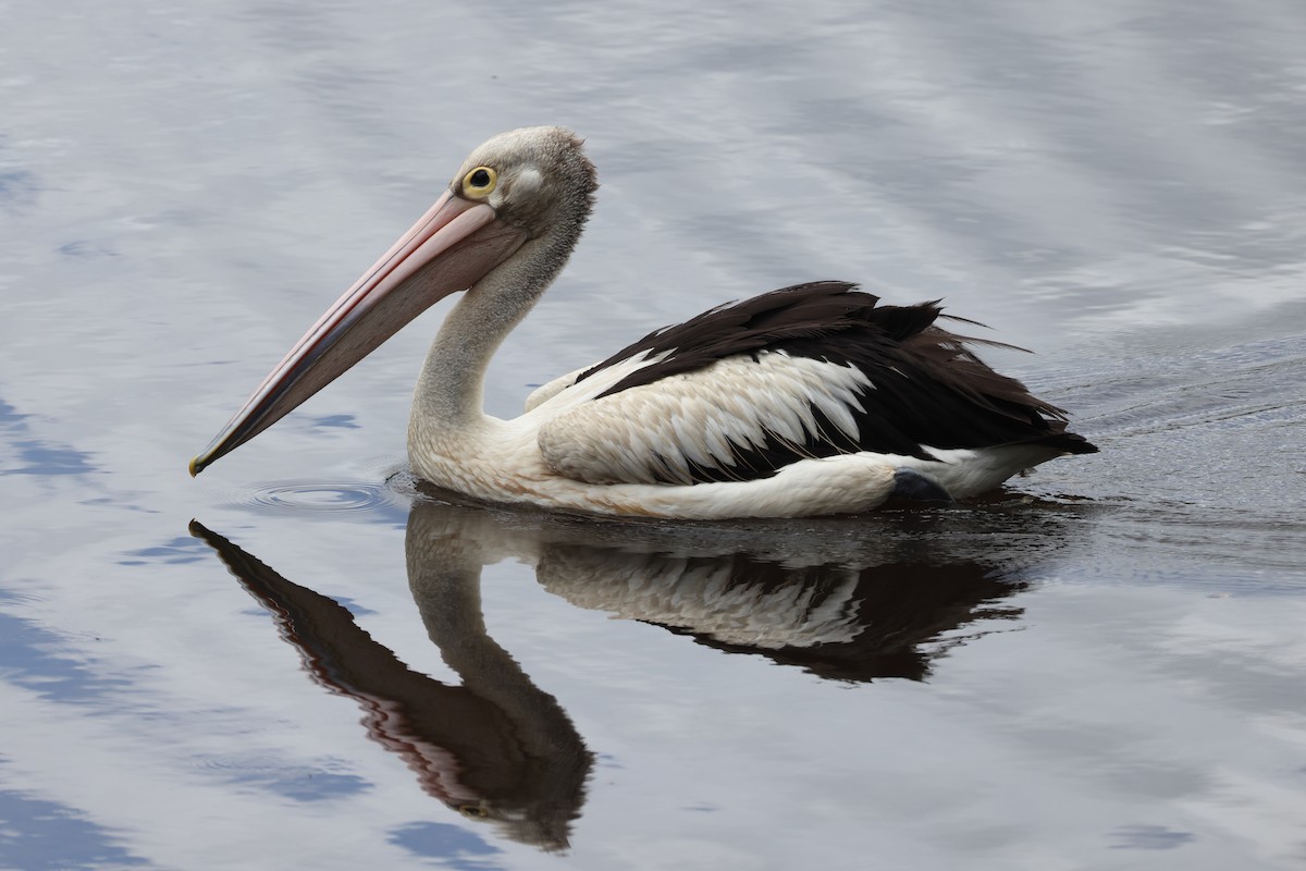 Brillenpelikan - ML644873799