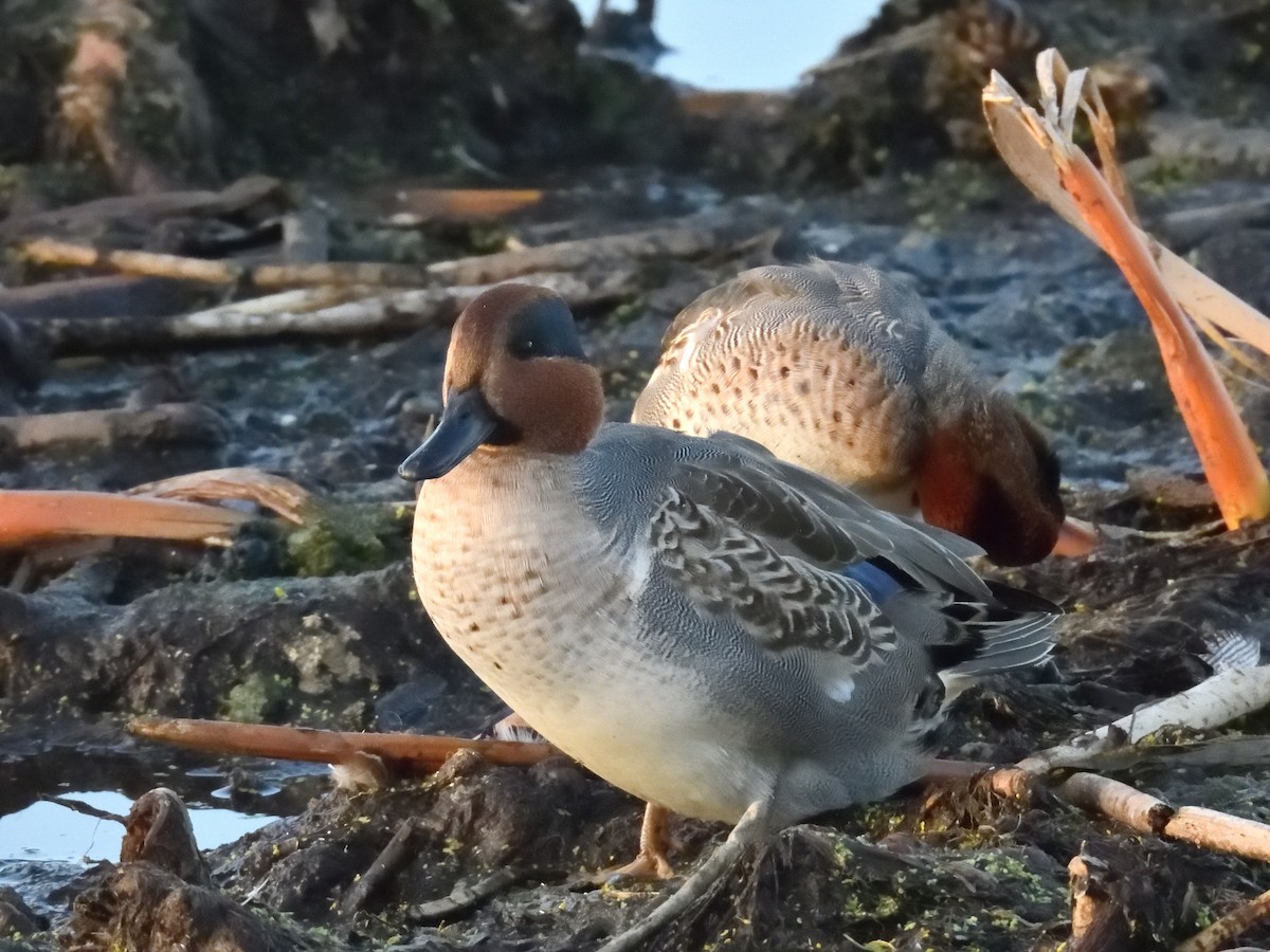 Green-winged Teal - ML644873807