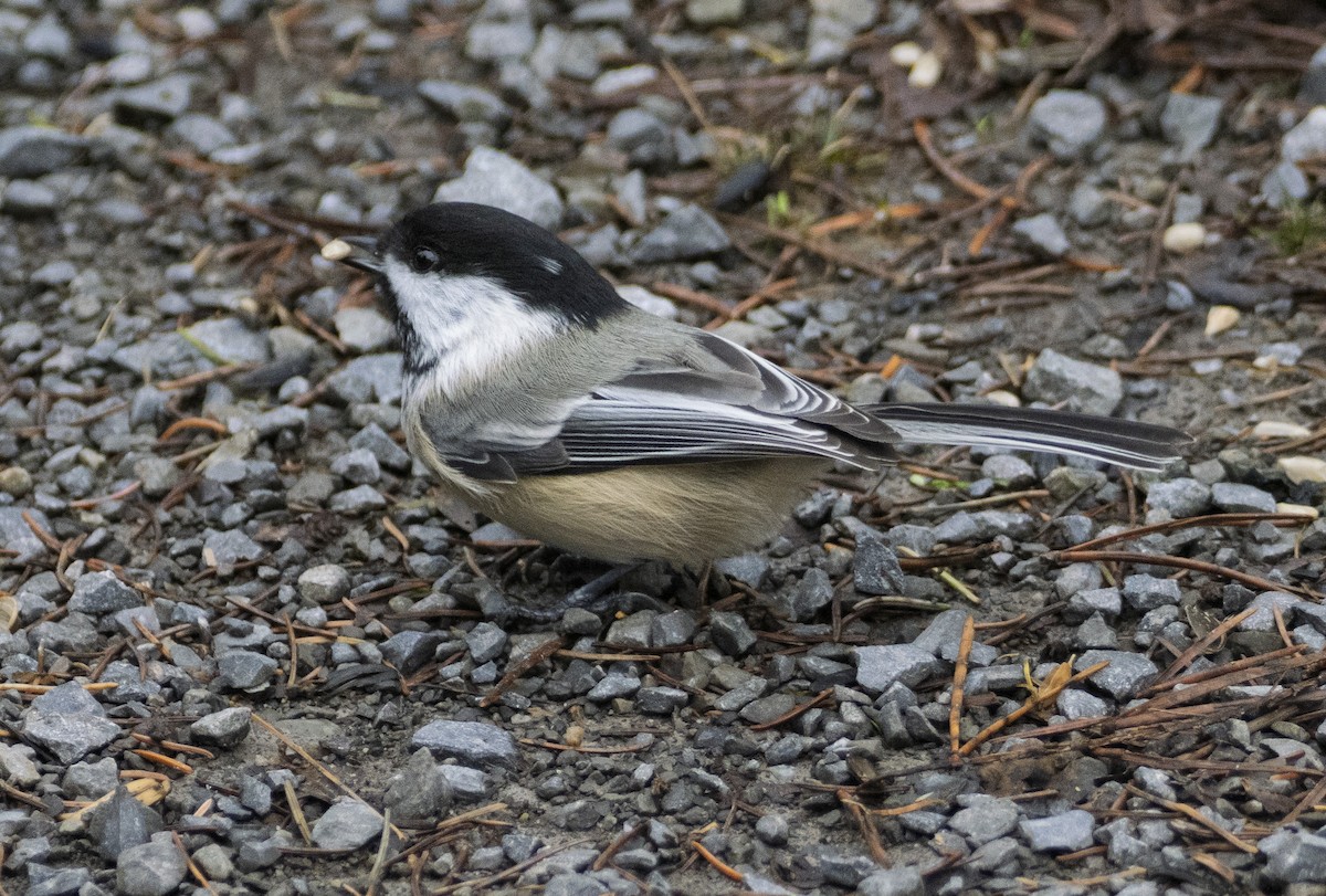 Гаїчка світлокрила - ML644873808