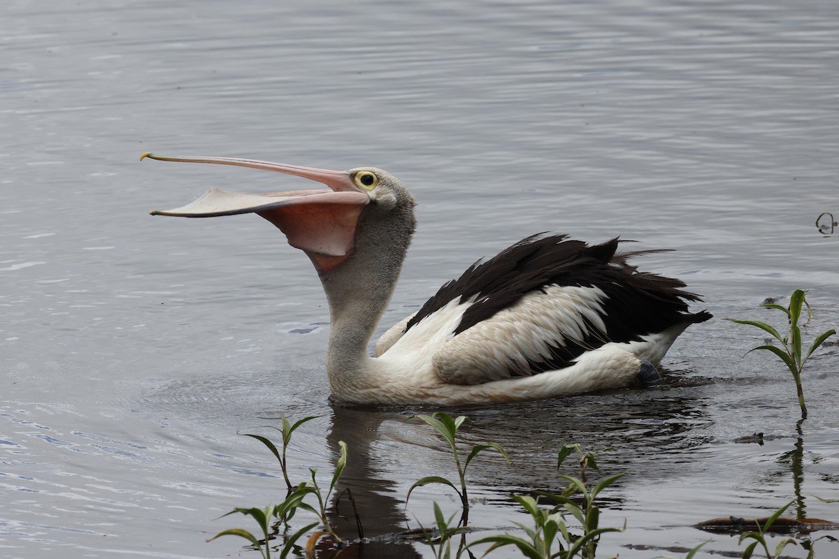 Brillenpelikan - ML644873809