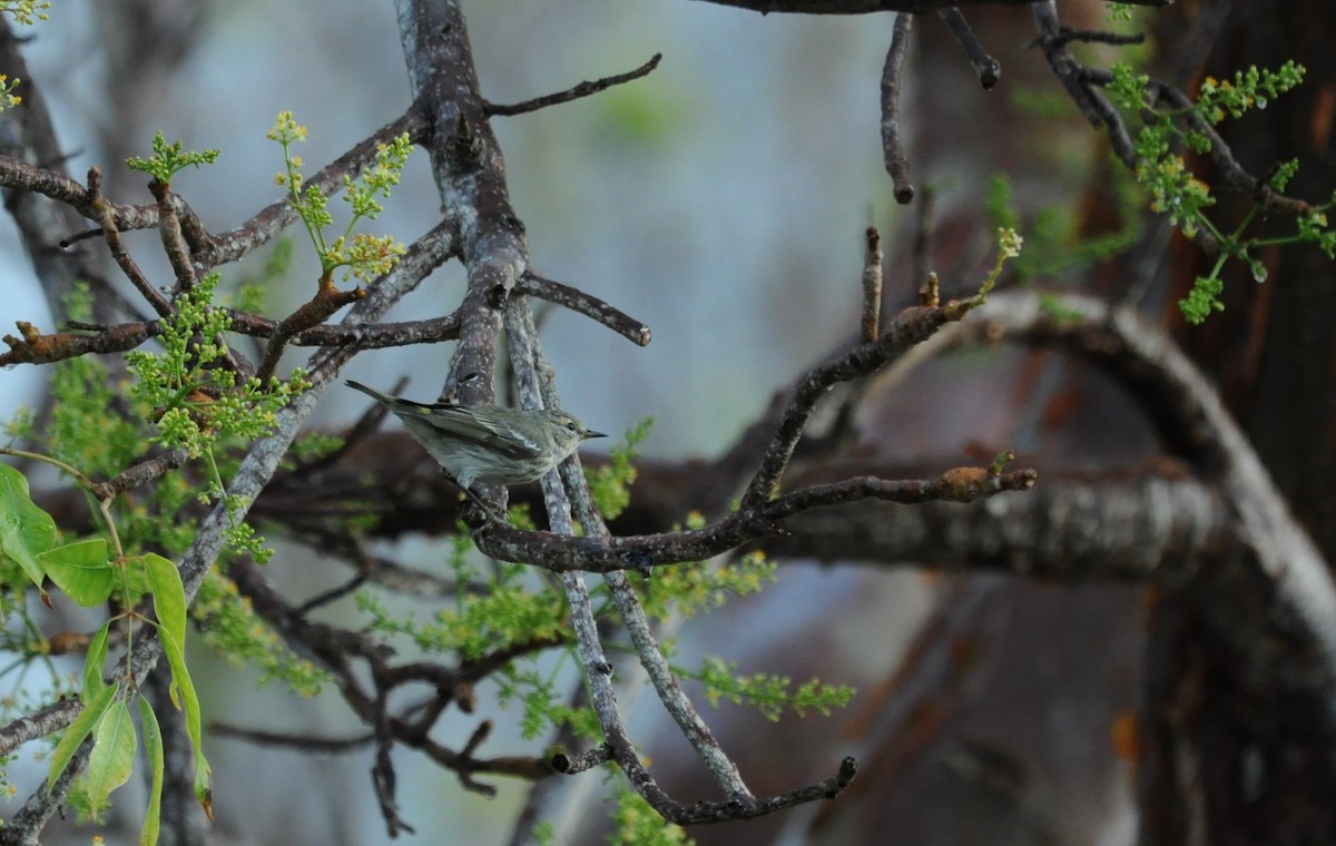 Cape May Warbler - ML644873813