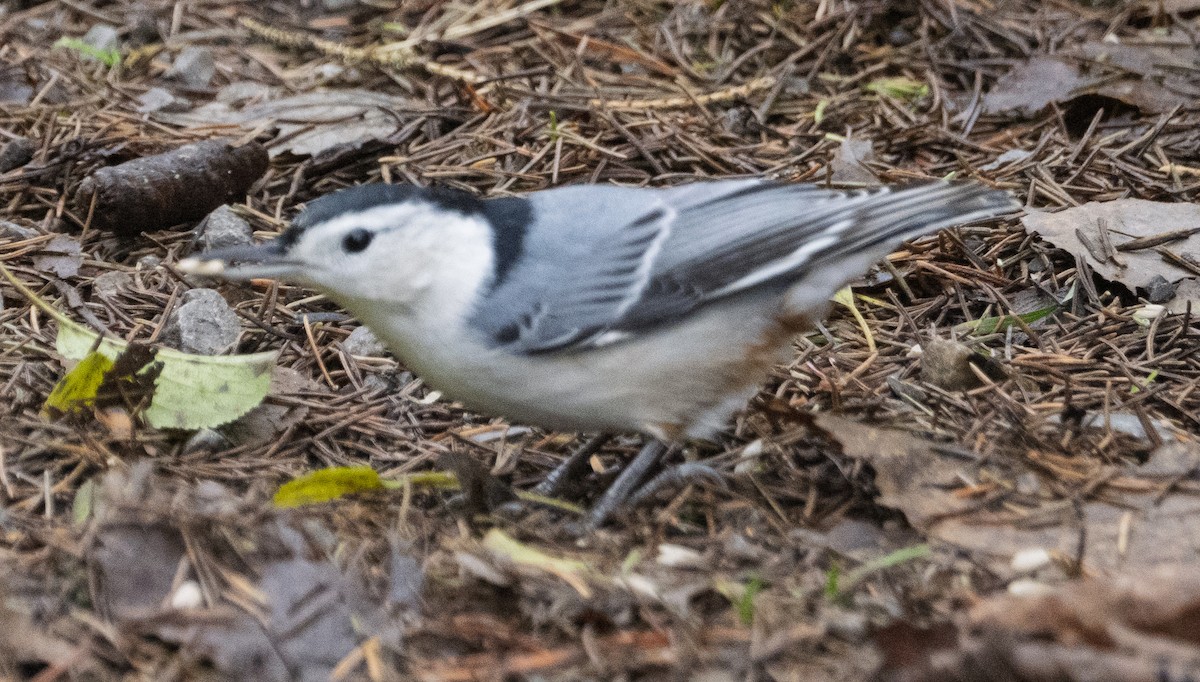 brhlík běloprsý - ML644873816