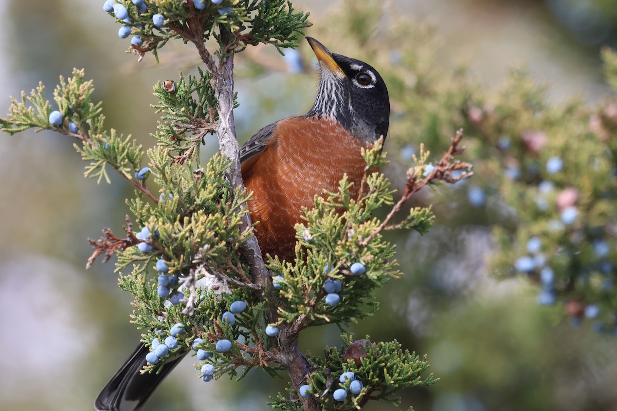 American Robin - ML644873820