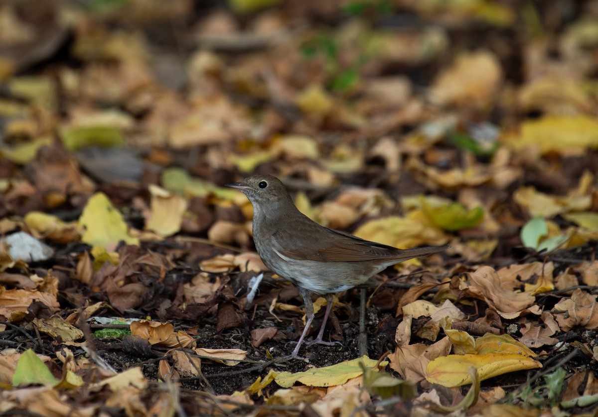 Ipar-urretxindorra - ML644873825