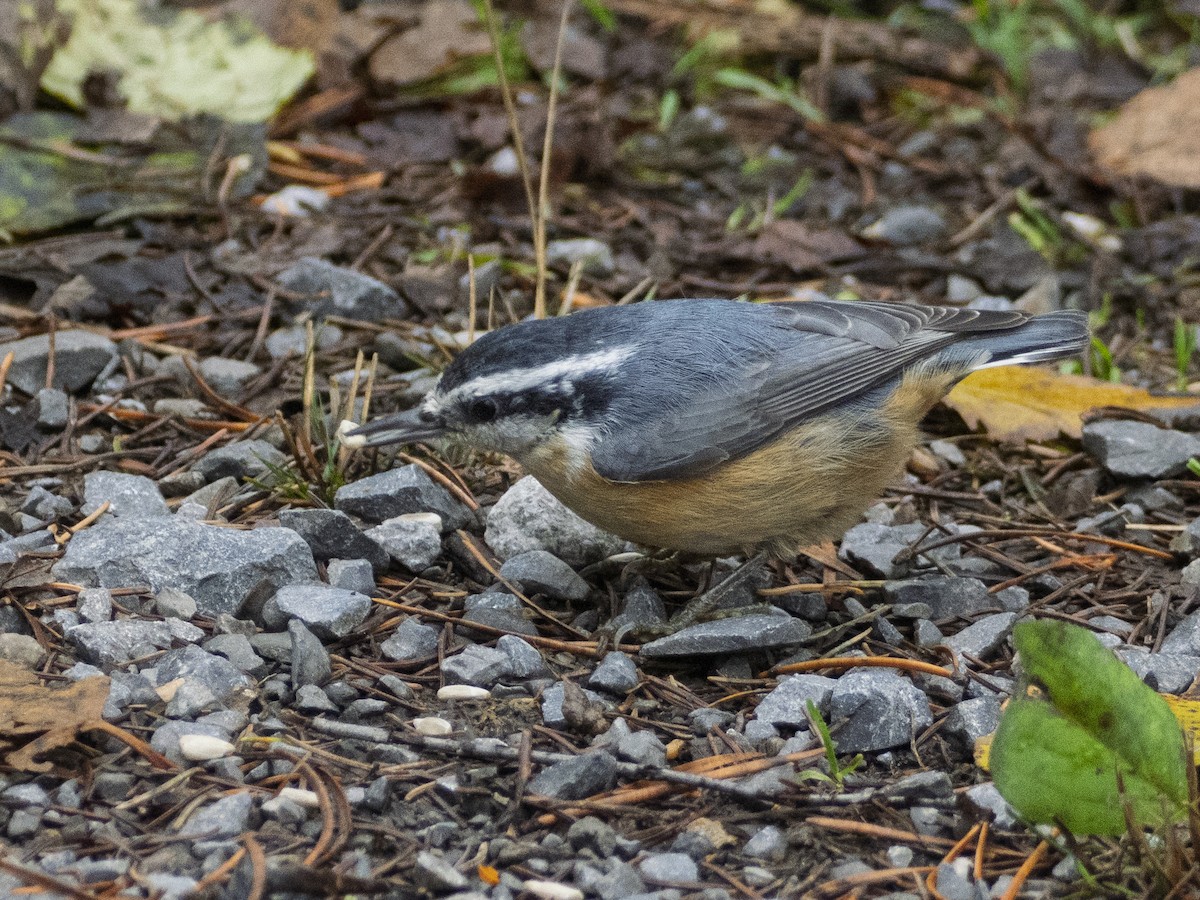 brhlík americký - ML644873826