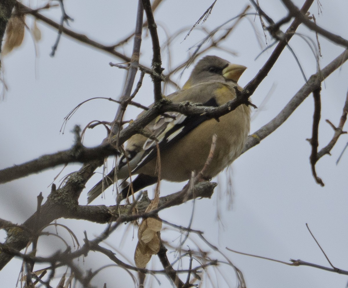 dlask žlutočelý - ML644873827