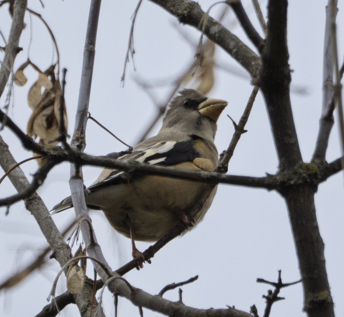 dlask žlutočelý - ML644873828