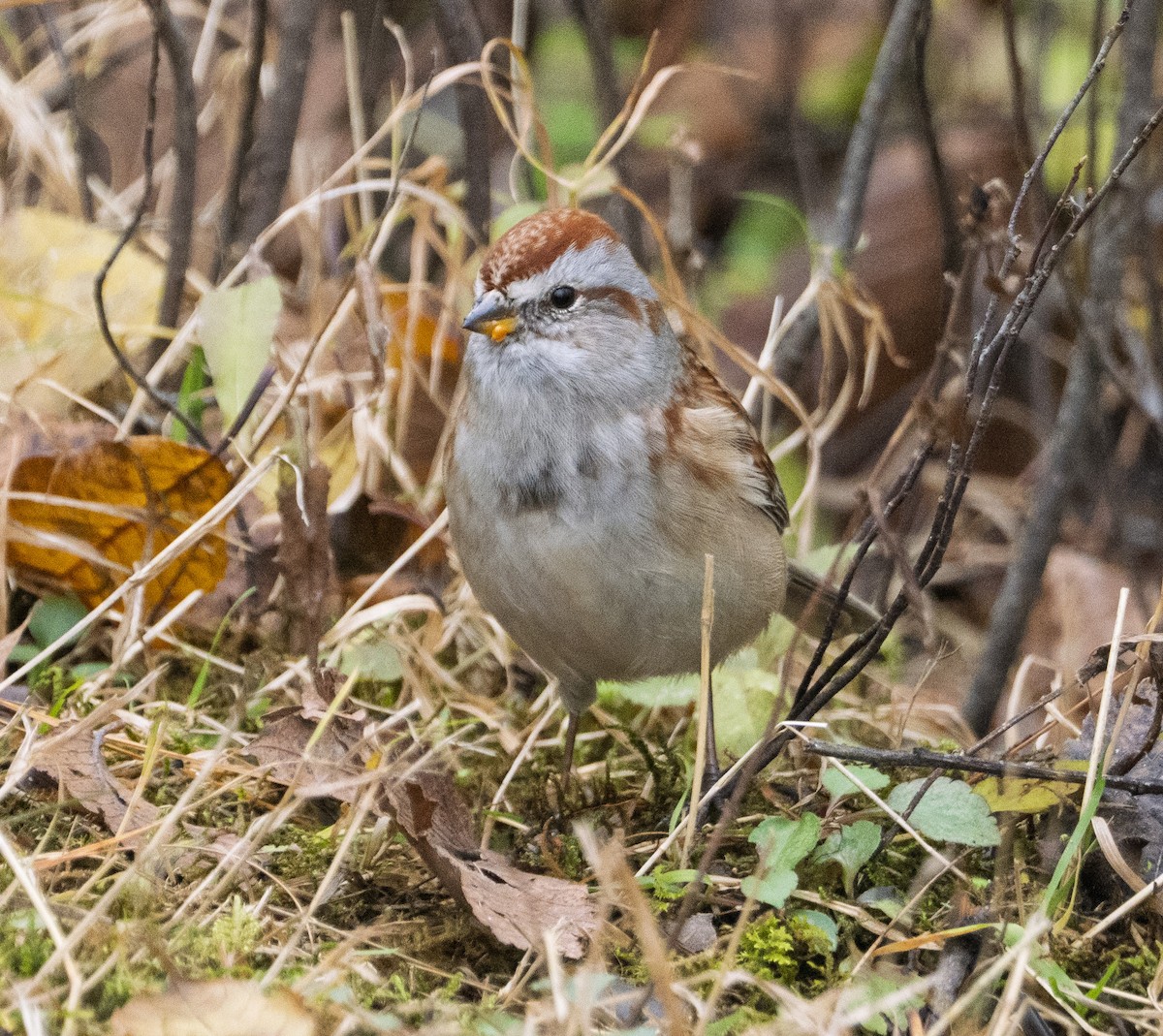 strnádka pokřovní - ML644873840