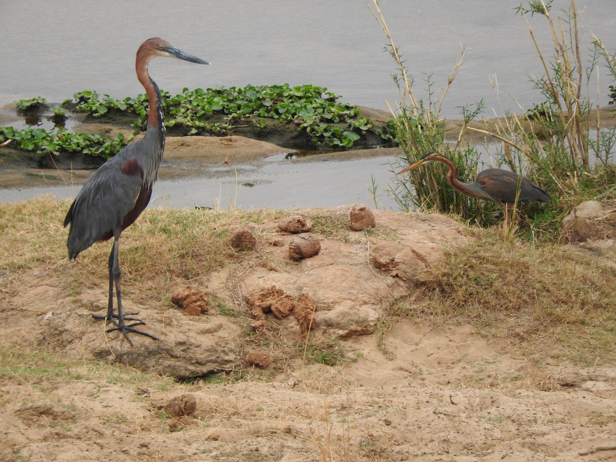 Purple Heron - ML644873845