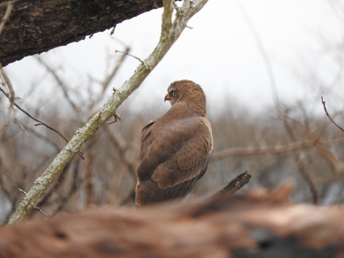 Gabar Goshawk - ML644873852
