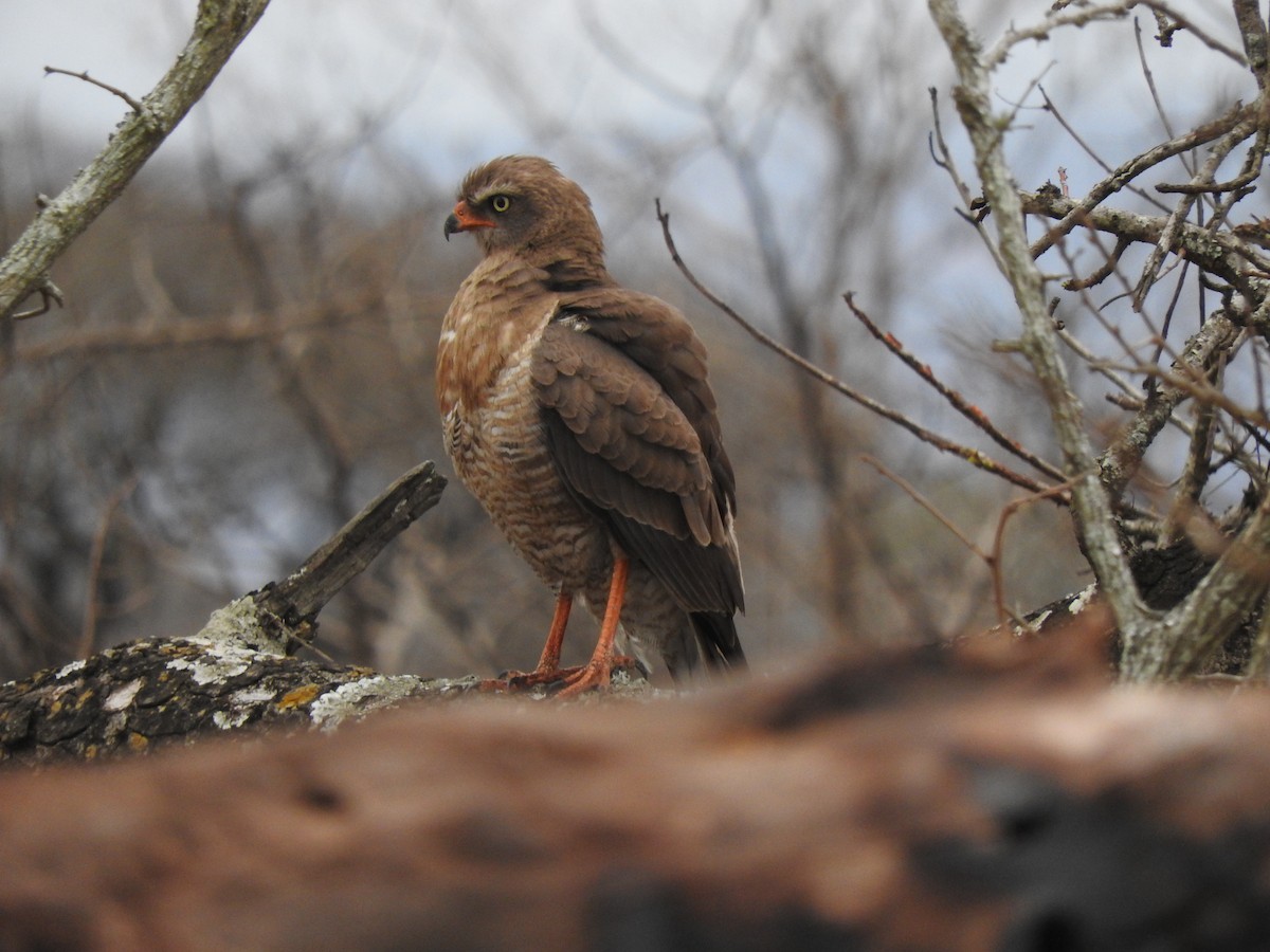 Gabar Goshawk - ML644873853
