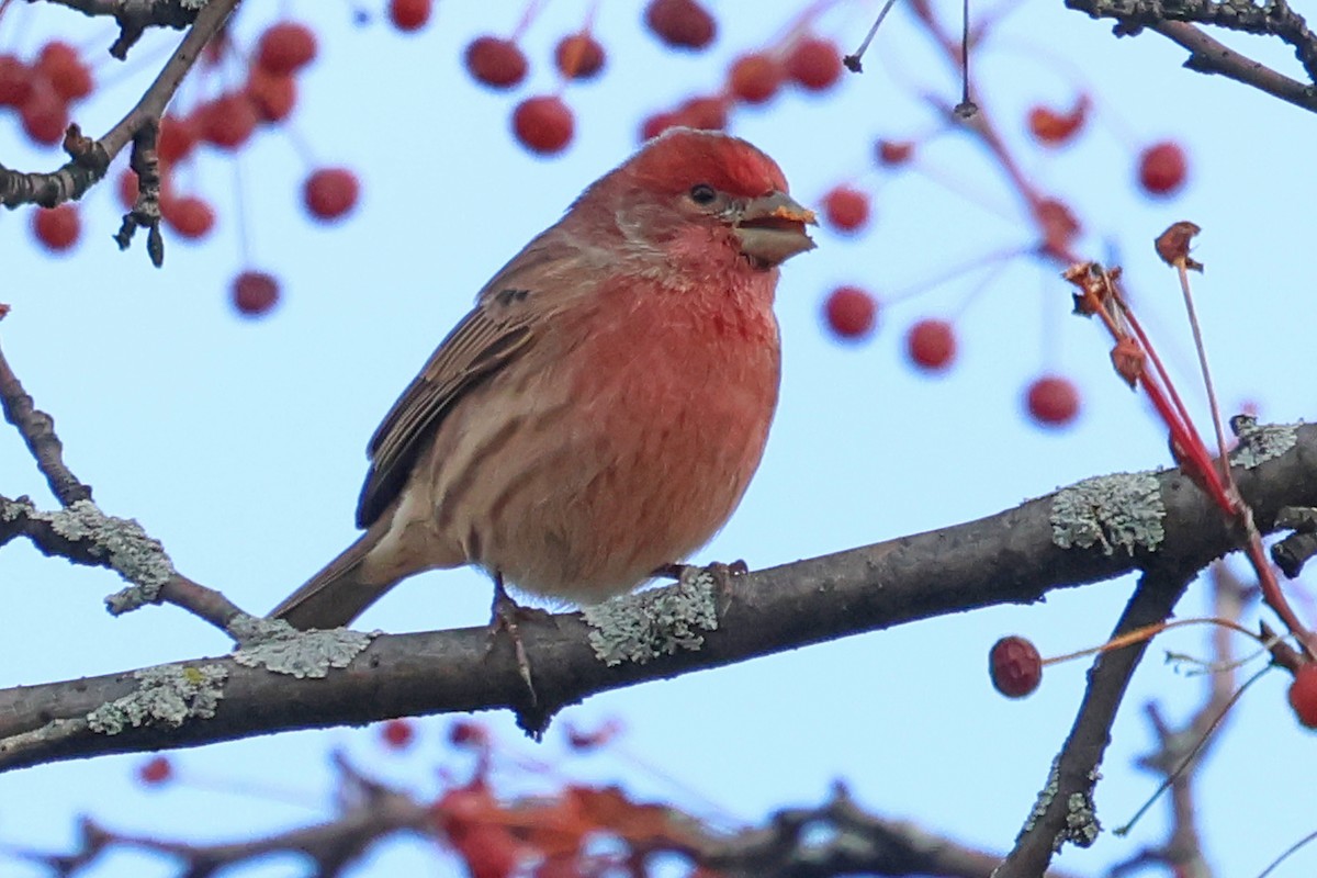 House Finch - ML644873854