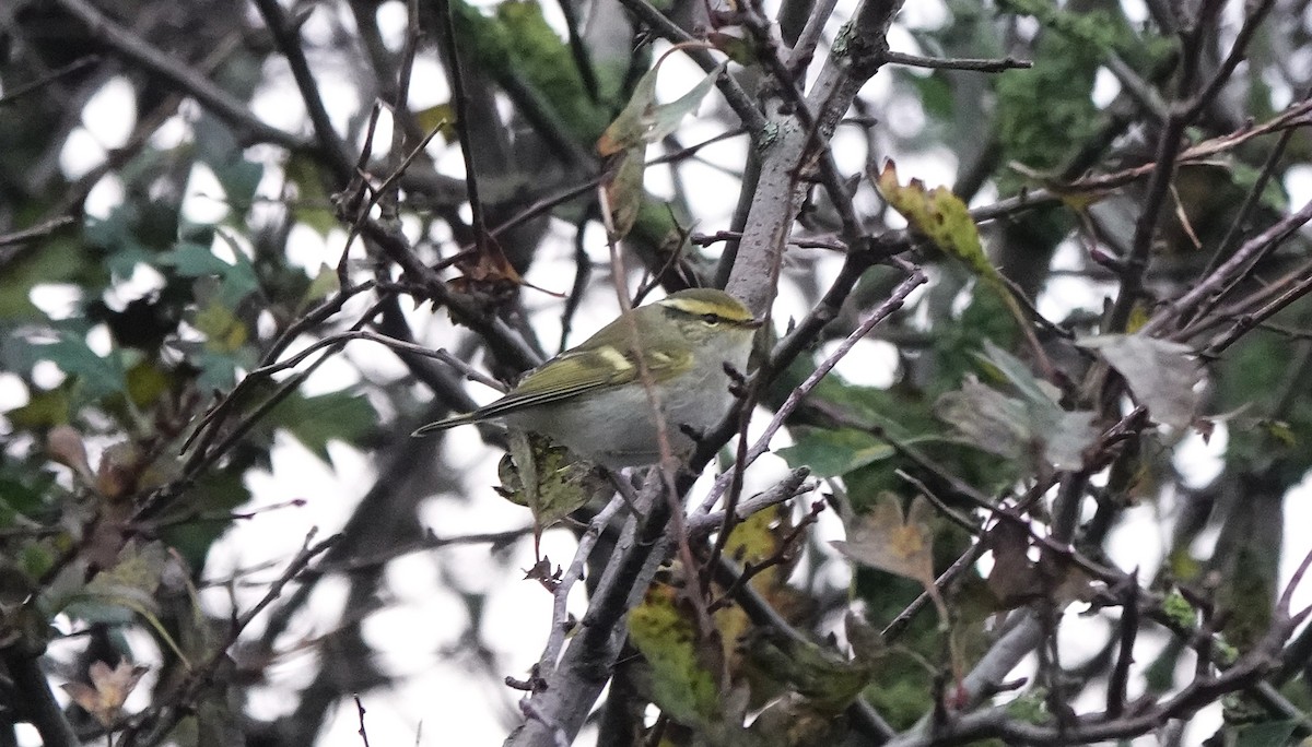 Pallas's Leaf Warbler - ML644873864