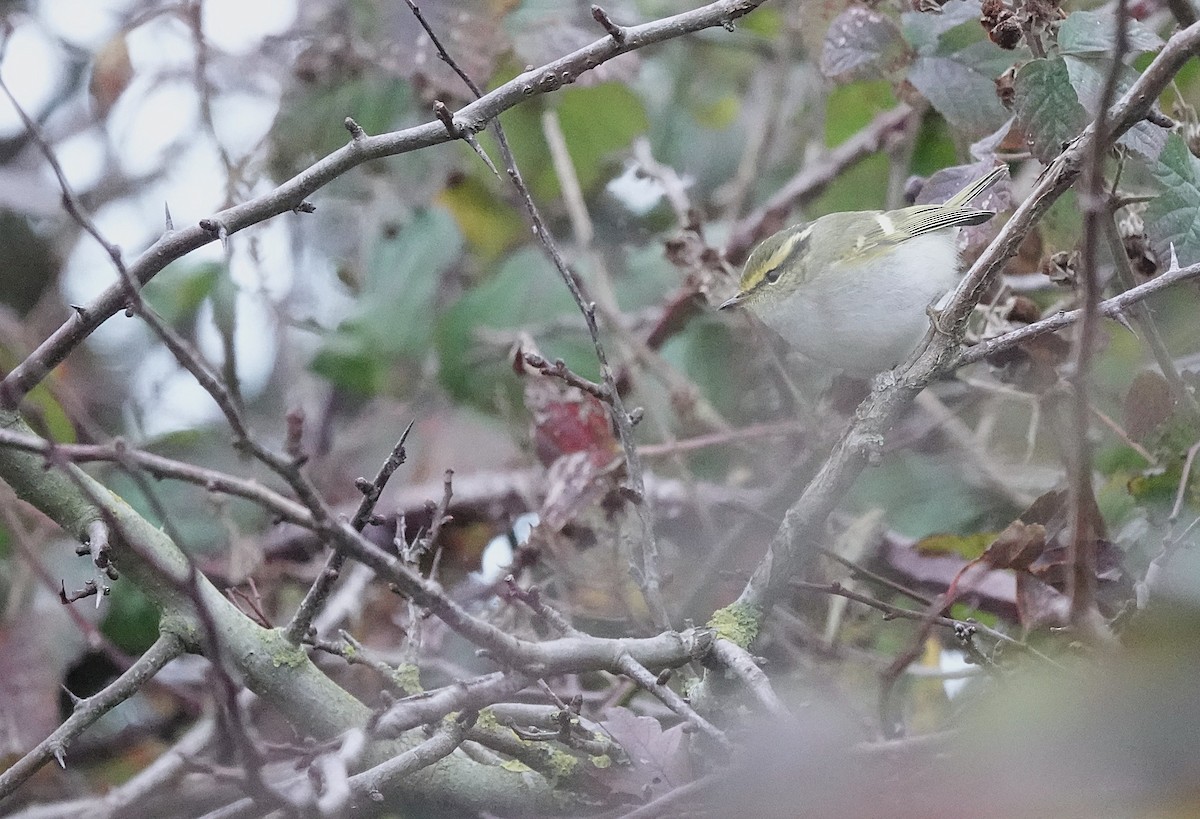 Pallas's Leaf Warbler - ML644873865