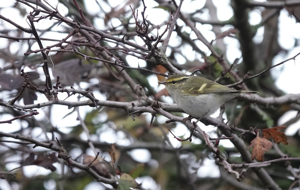 Pallas's Leaf Warbler - ML644873866