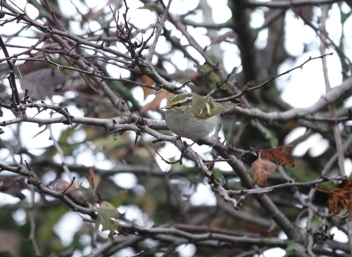 Pallas's Leaf Warbler - ML644873867
