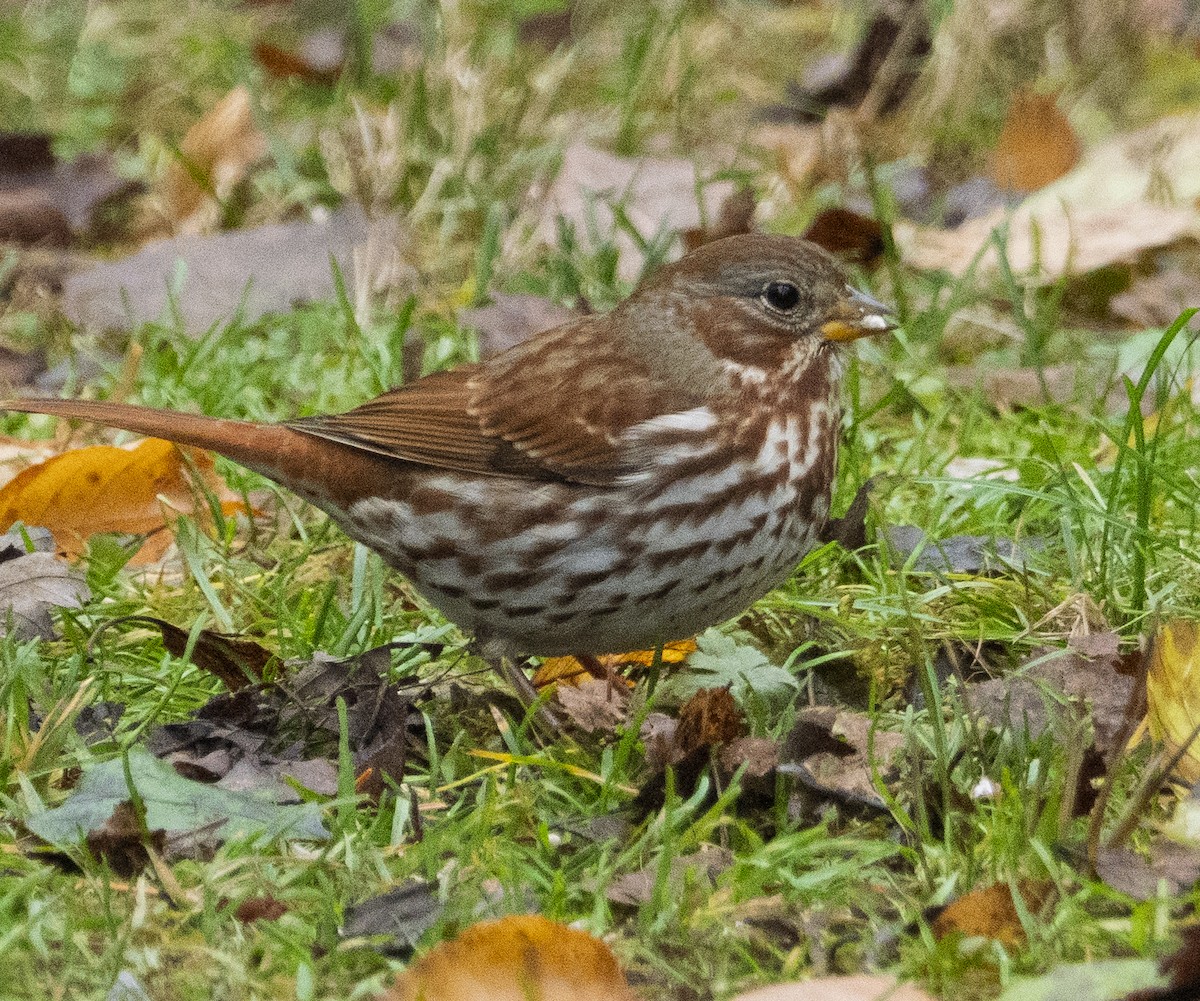 strnadec kaštanový - ML644873876