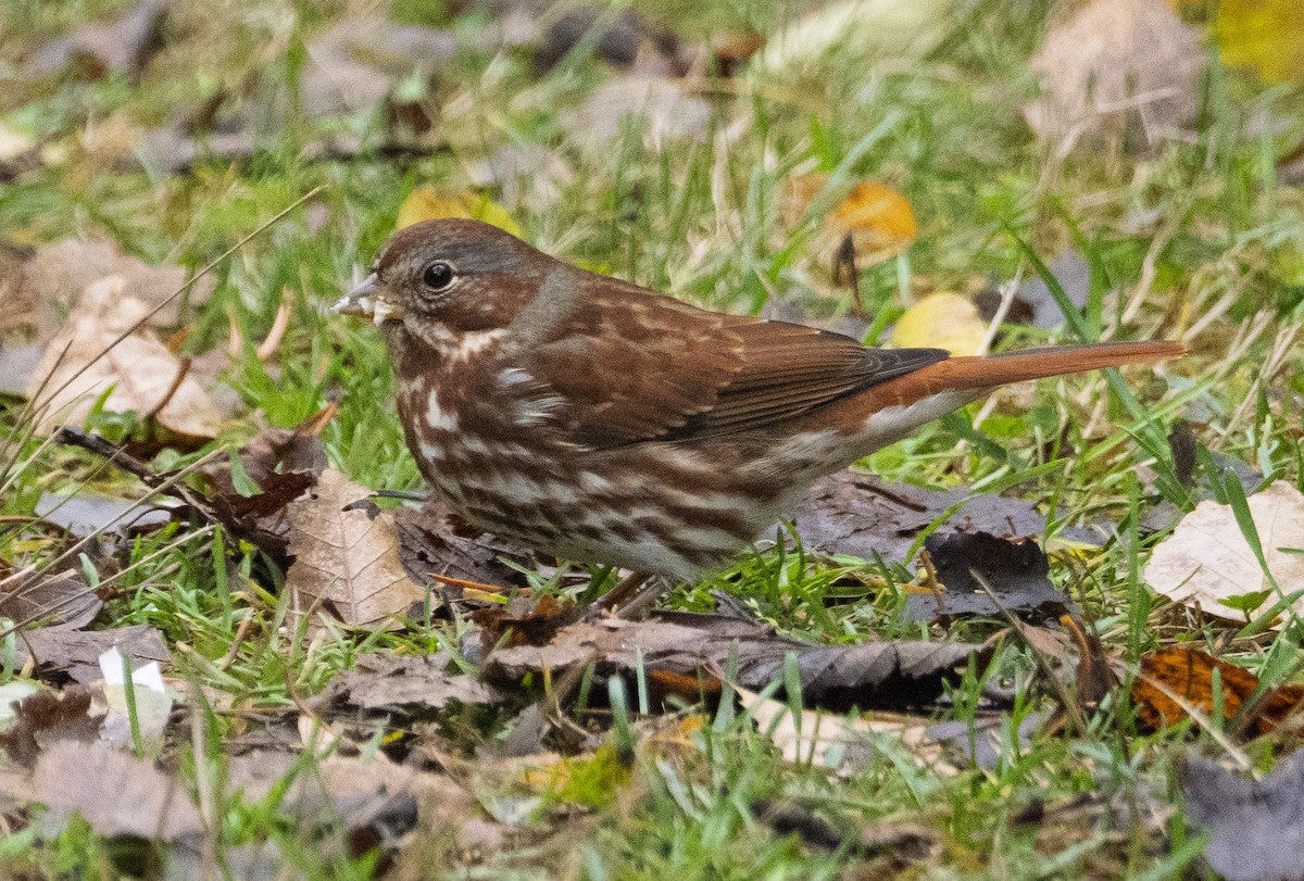 strnadec kaštanový - ML644873877