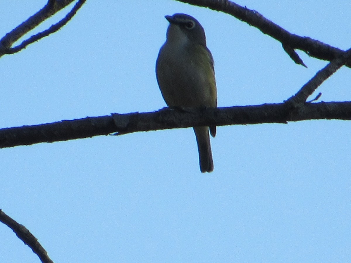 フタスジモズモドキ - ML644873883