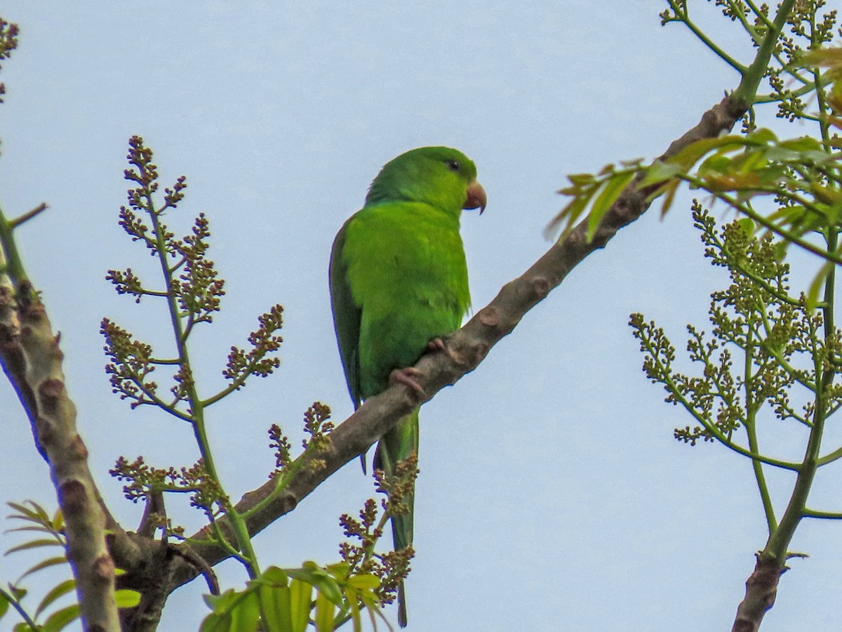 オナガミドリインコ - ML644873885