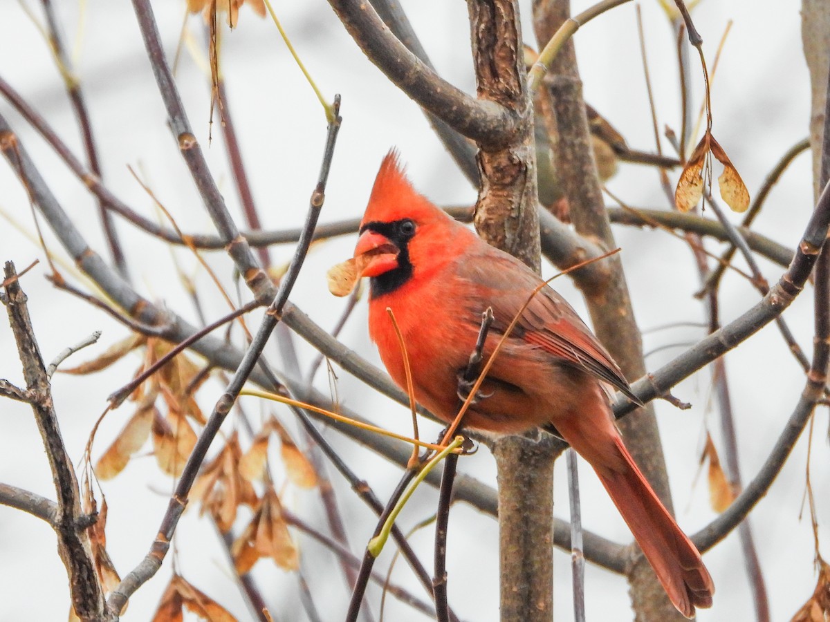 kardinál červený - ML644873898