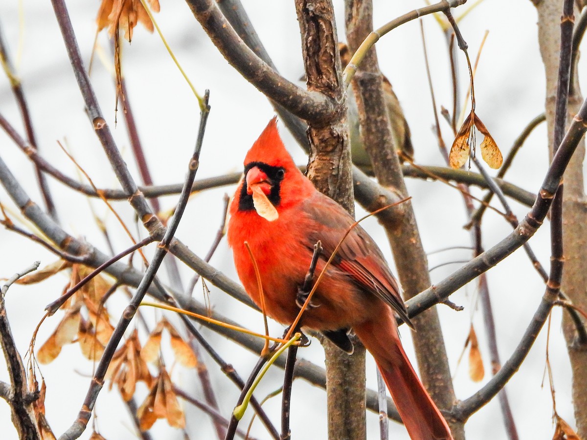 kardinál červený - ML644873899