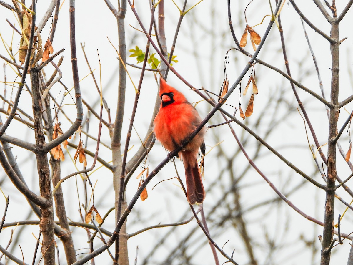 kardinál červený - ML644873900