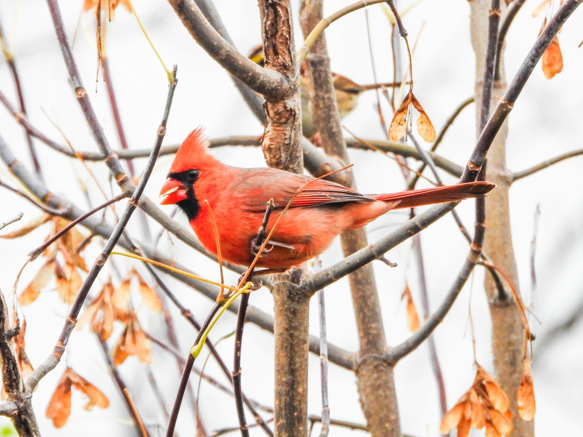 kardinál červený - ML644873901