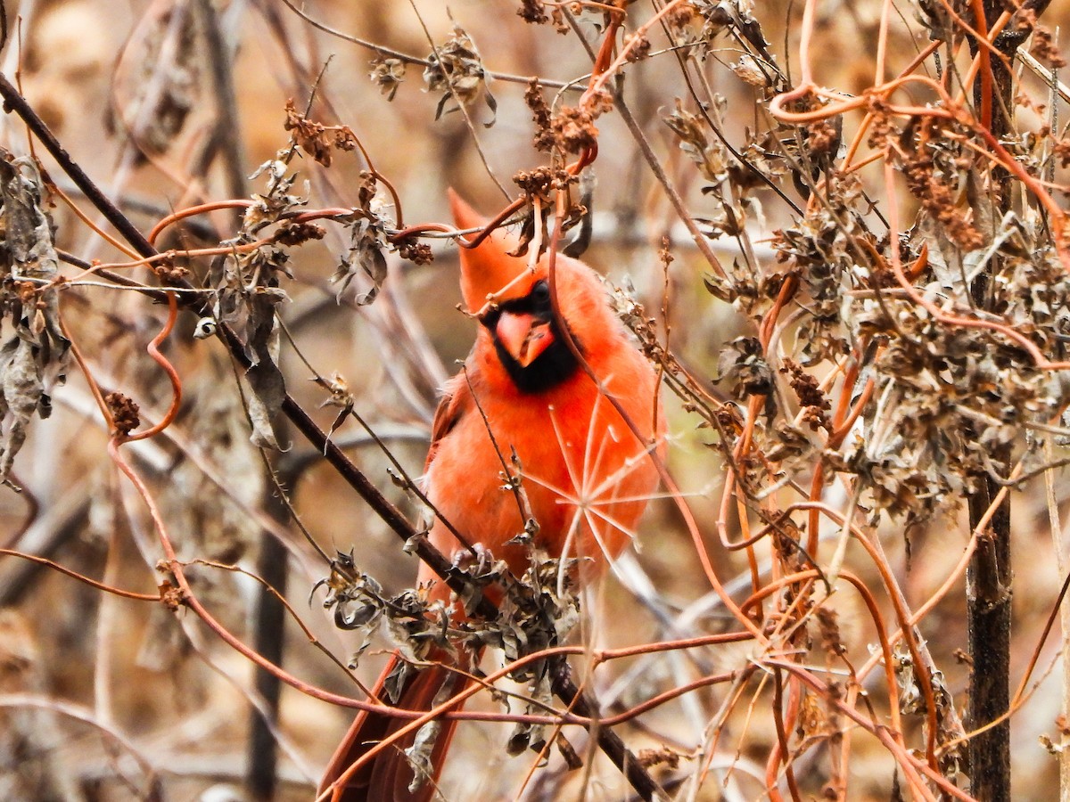 kardinál červený - ML644873902