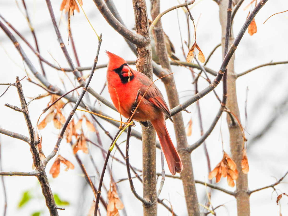 kardinál červený - ML644873903