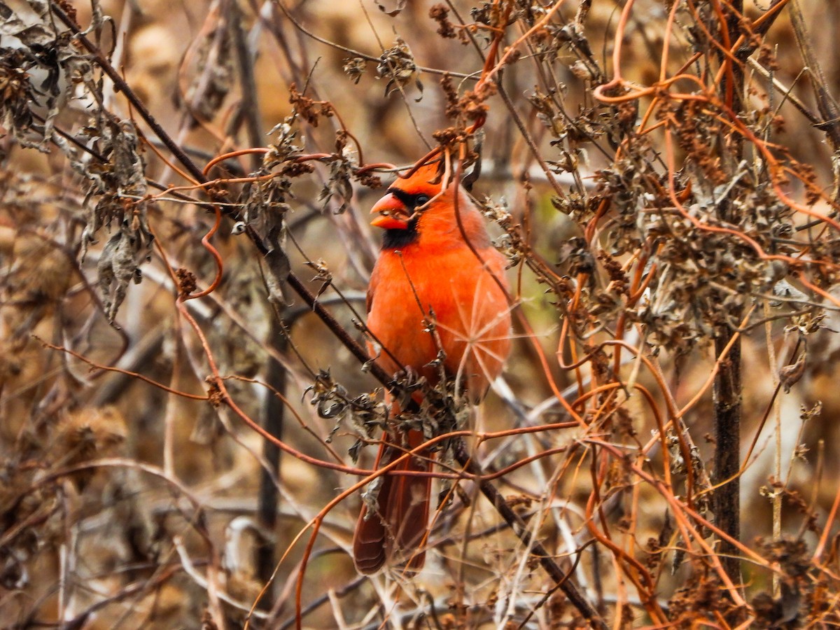 kardinál červený - ML644873904