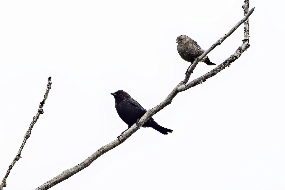 Коровий трупиал, буроголовый желтушник - ML644873905