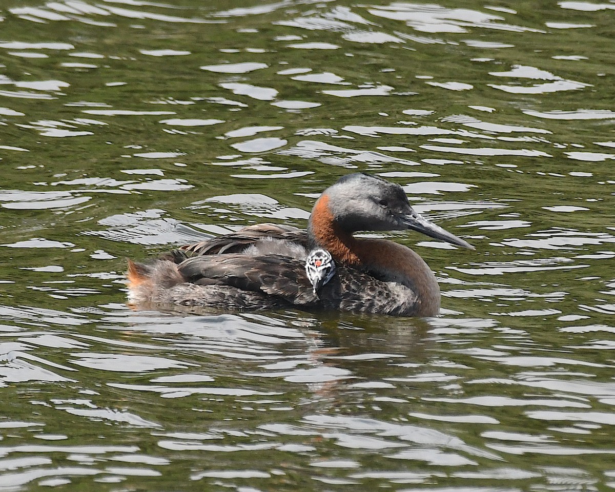 spyddykker - ML644873913