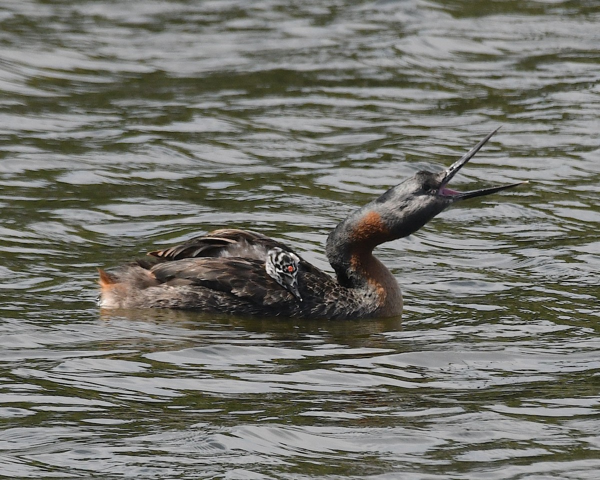 spyddykker - ML644873927