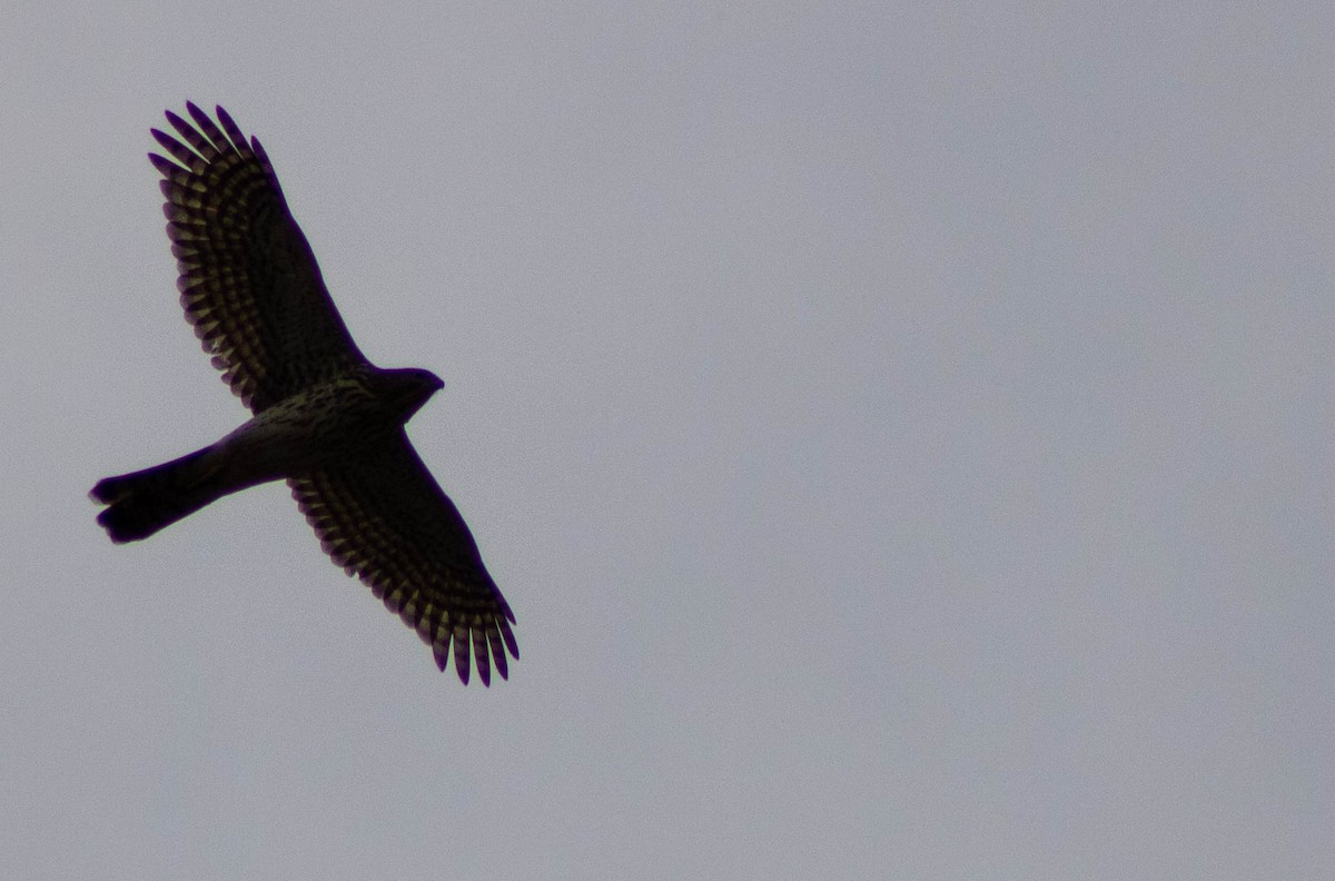 Cooper's Hawk - ML644873936