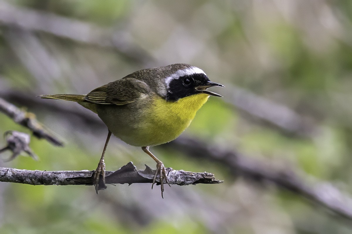 Common Yellowthroat - ML644873954
