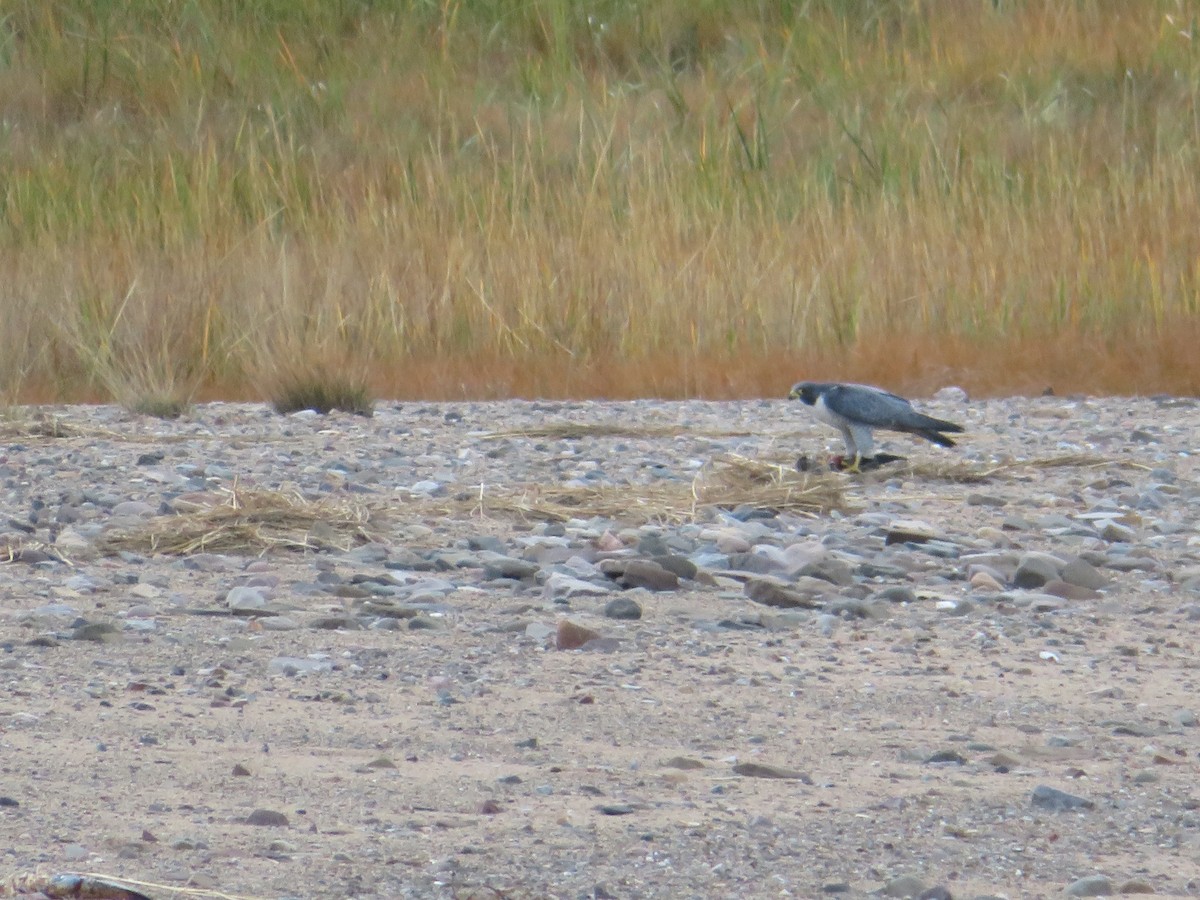 Peregrine Falcon - ML644873955