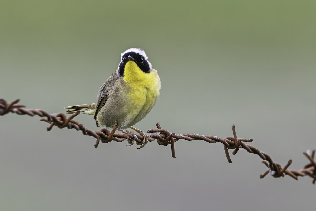 Common Yellowthroat - ML644873957