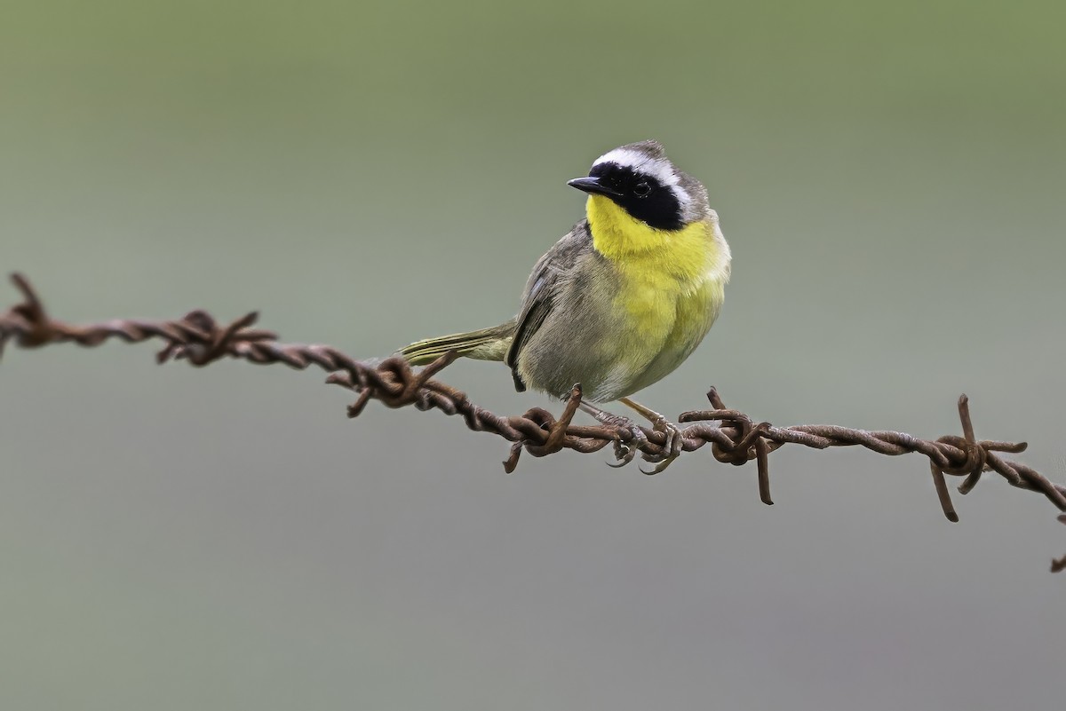Common Yellowthroat - ML644873960