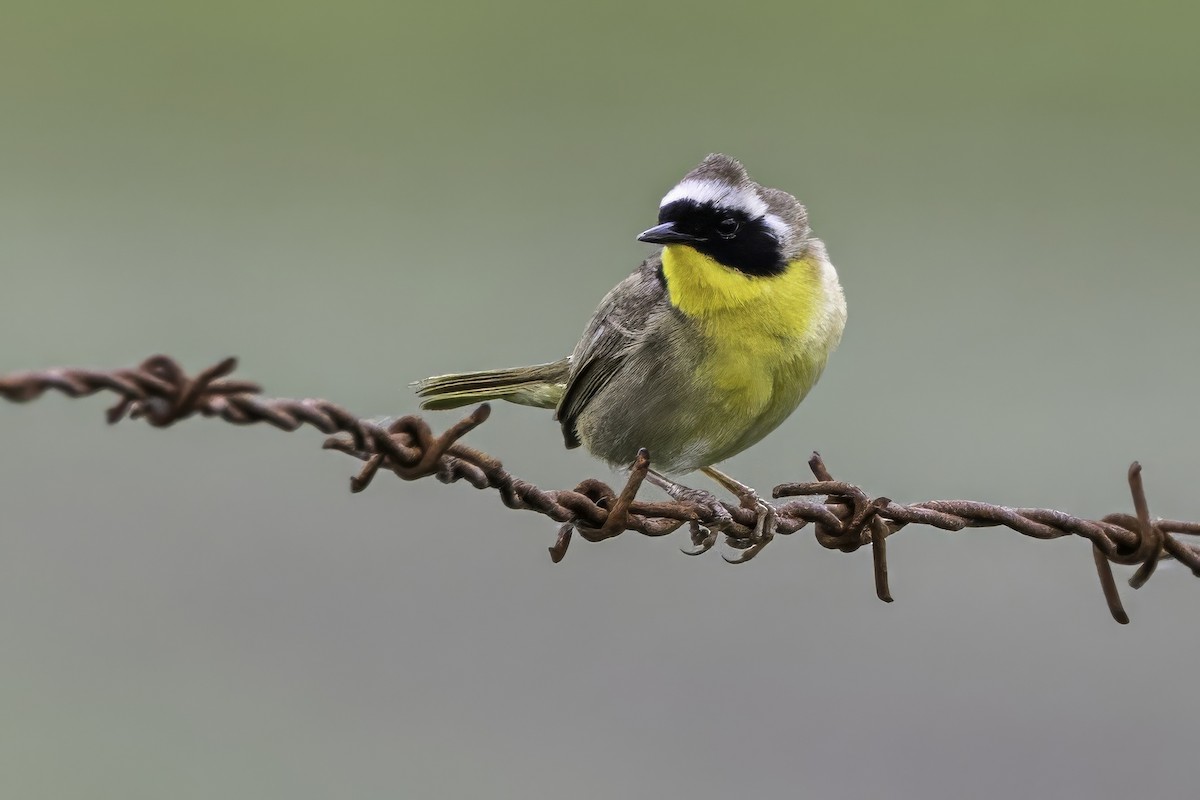 Common Yellowthroat - ML644873962