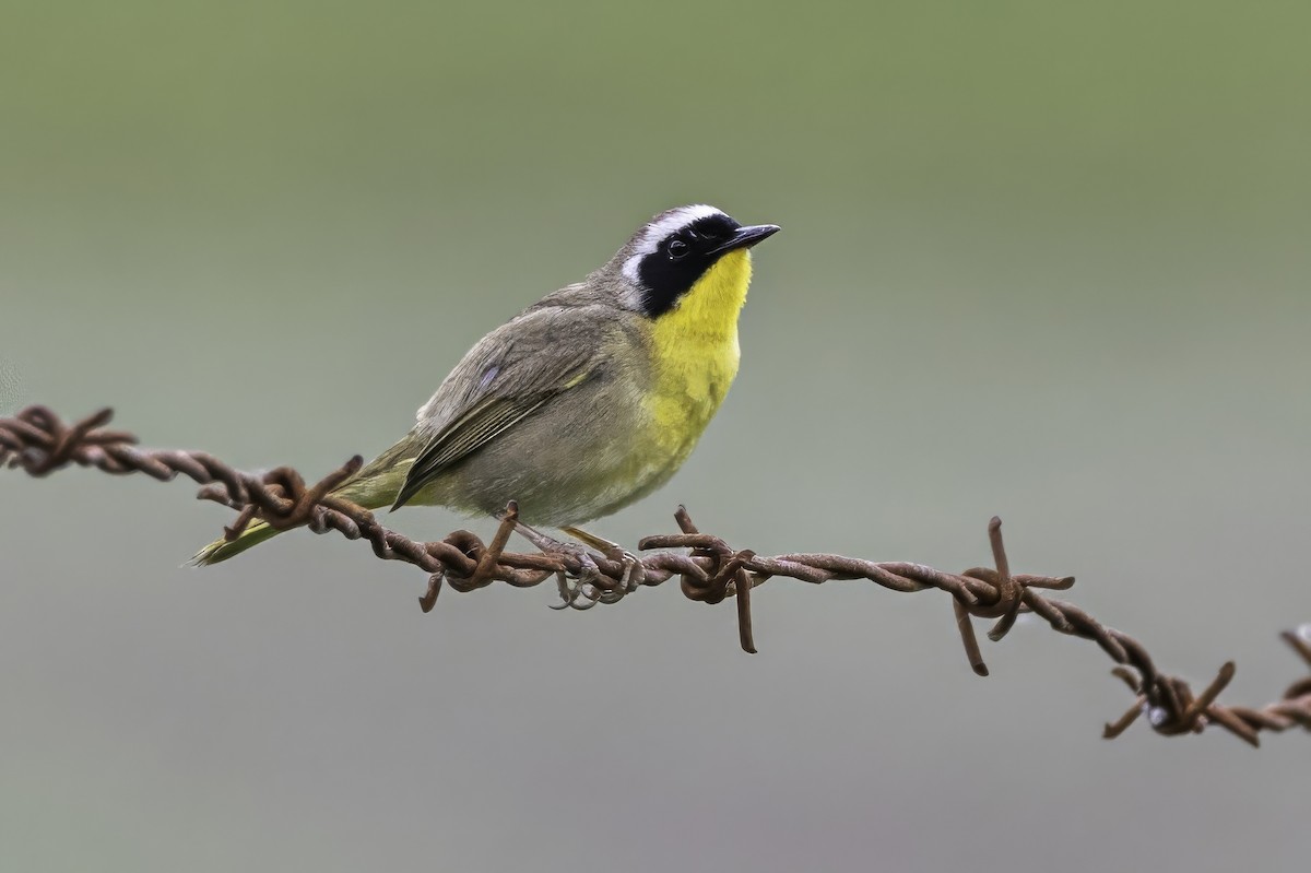 Common Yellowthroat - ML644873965