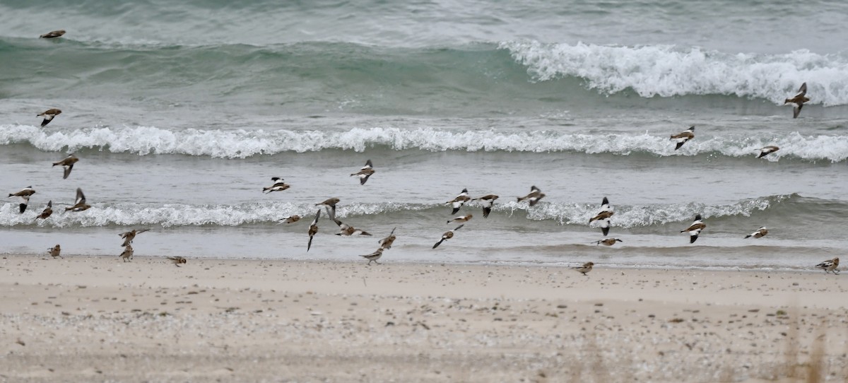 Snow Bunting - ML644873966