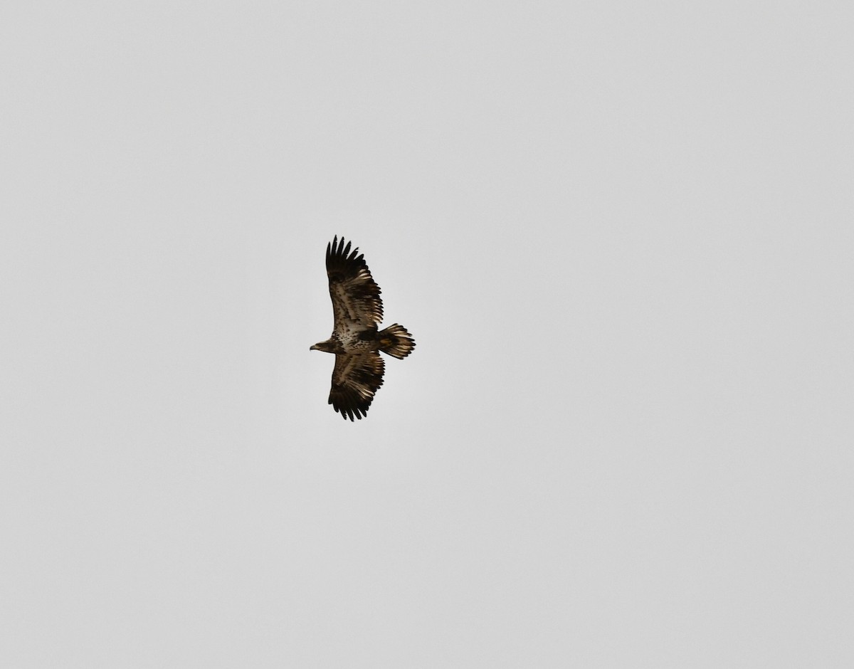 Bald Eagle - ML644873983